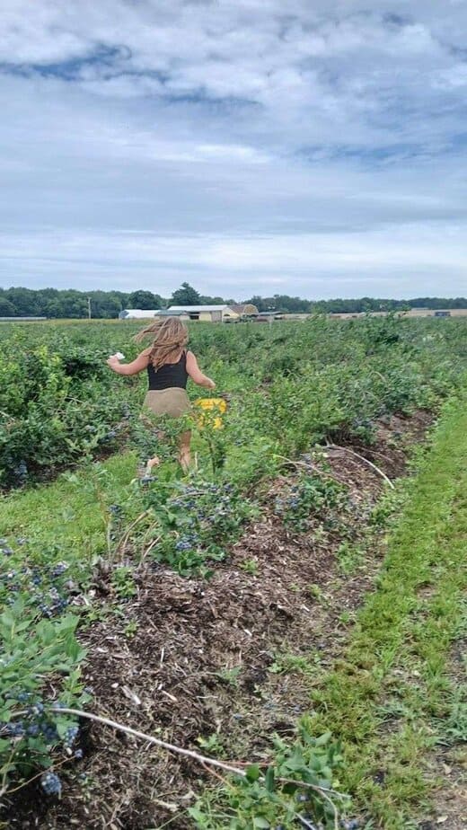Picking your own blueberries is half the fun