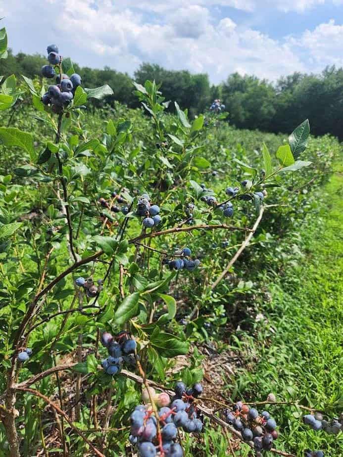Why blueberry season feels extra special in this corner of the Garden State