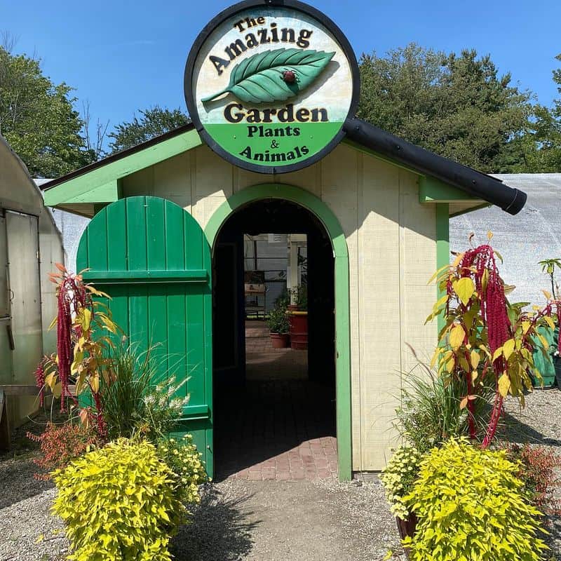 Caterpillar Nursery and Greenhouse Finds