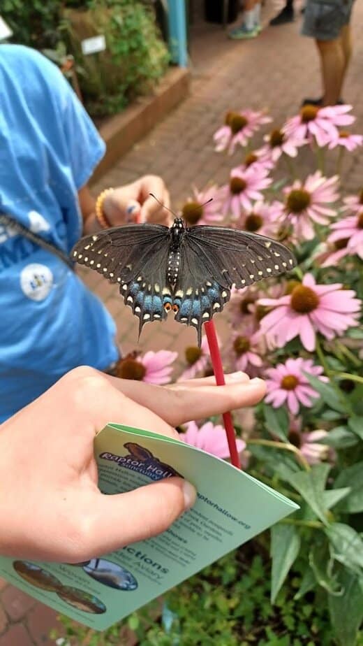 The Butterfly House Experience