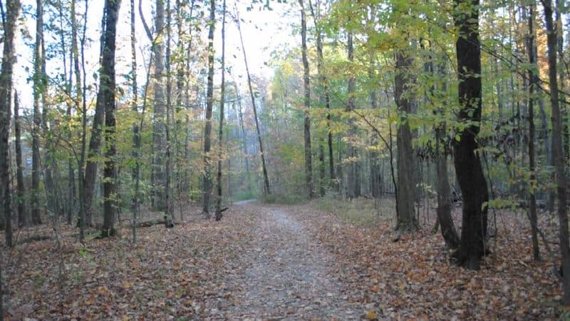 This Postcard-Worthy State Park In Ohio Is So Beautiful, It Feels Like A Dream Forest Trails and Wildlife
