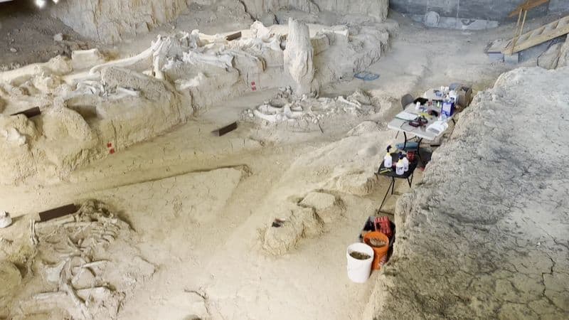 Active Research And Conservation