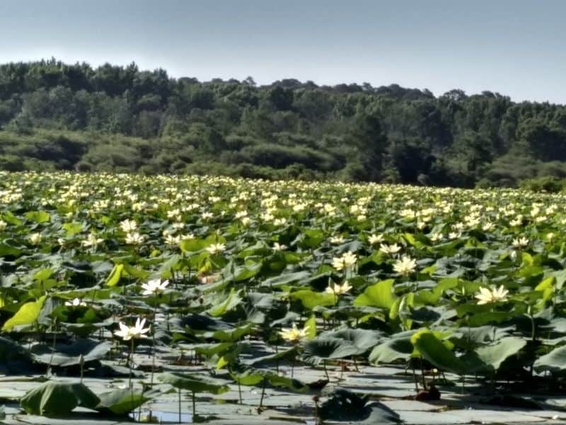 This Quiet Texas Lake Just Became the Center of a Heated Debate Habitat Management and Invasive Plants