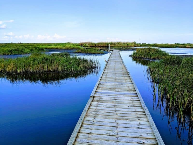 Gambusia Boardwalk Through the Marsh