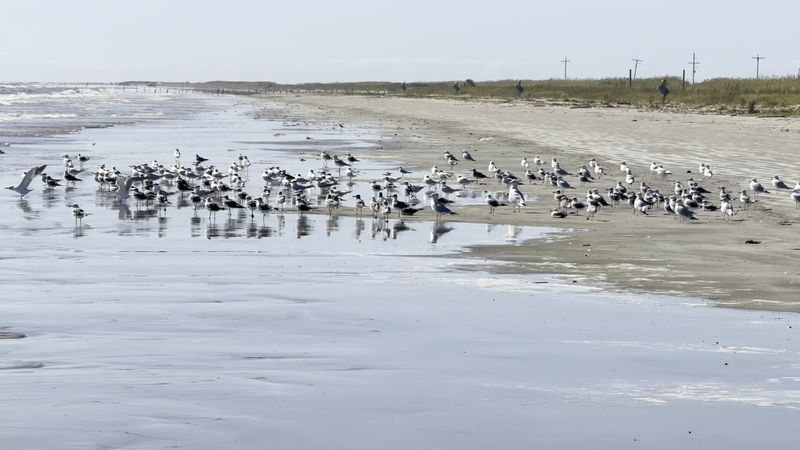 Birding the Beach and Marsh