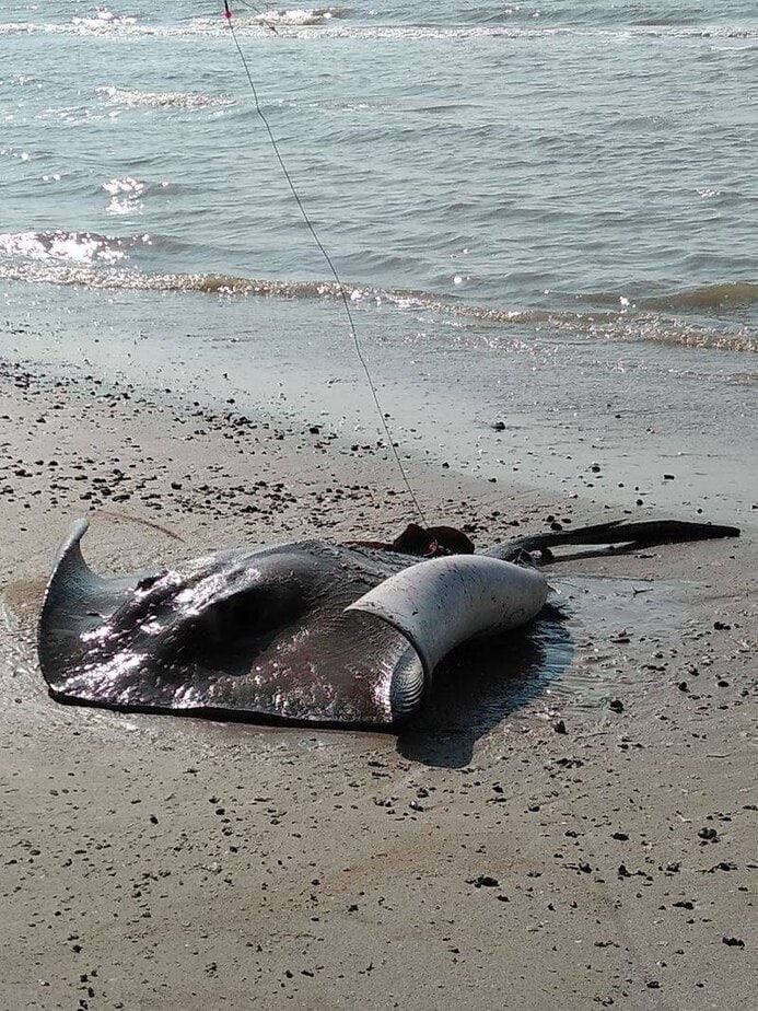 Safety, Bugs, and Weather