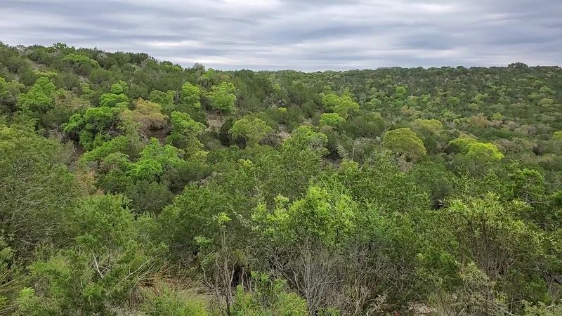 Bird Blinds And Hill Country Birding