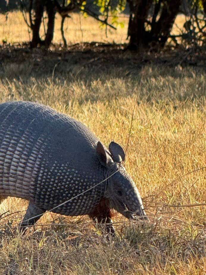 Wildlife Watching And Turkey Roost