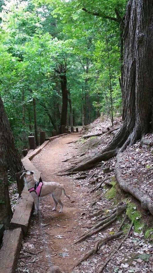 This Small Texas Town Might Surprise You With Its Historic Streets and Great Shops Lanana Creek Trail