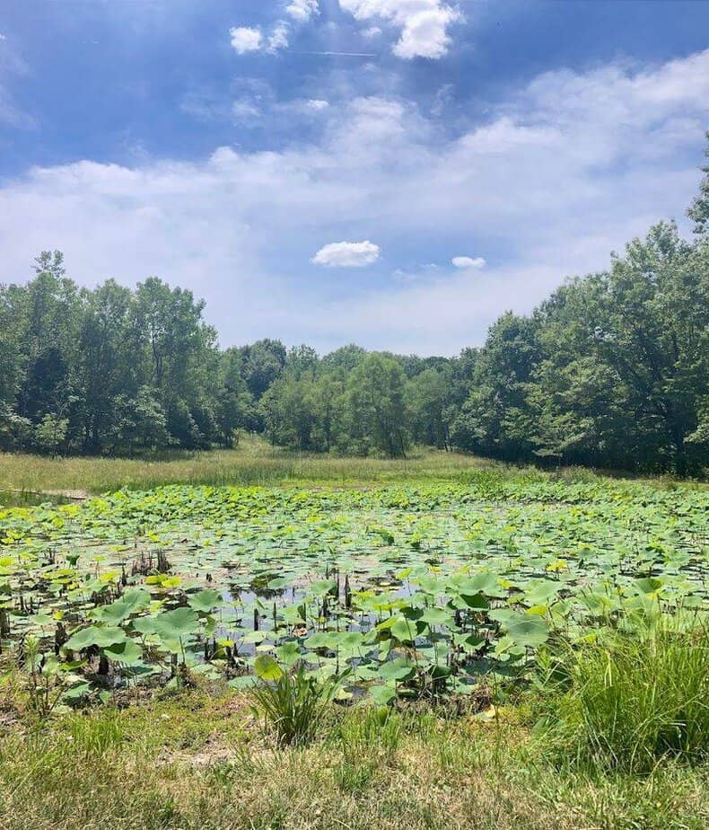 This Stunning Ohio Park Looks Like It Came From A Claude Monet Masterpiece Wetland Ponds and Wildlife Watching
