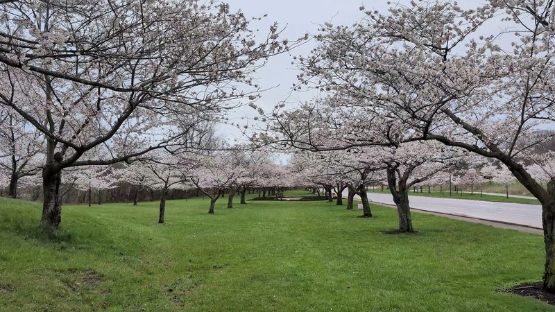 This Stunning Ohio Park Looks Like It Came From A Claude Monet Masterpiece Cherry Blossom Grove Along the Entrance Drive