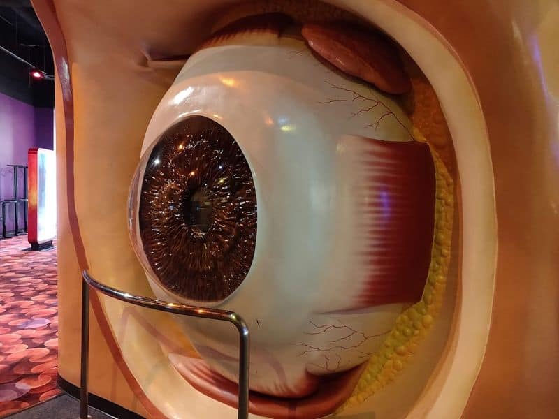 Special Exhibits and Body Worlds Expectations