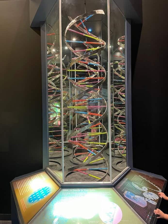 Dissections and Workshops for Curious Minds