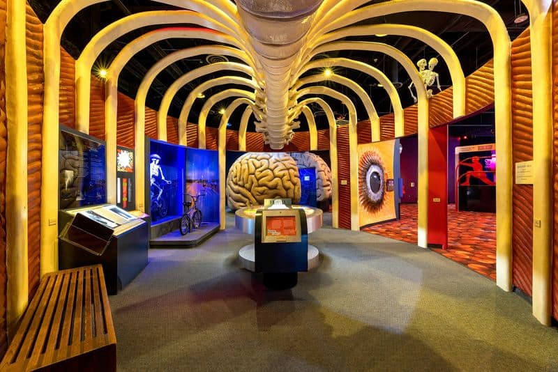 The Amazing Body Gallery