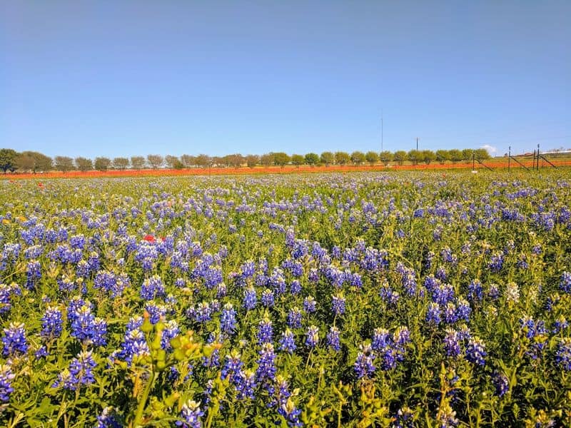 Painting-Like Wildflower Fields
