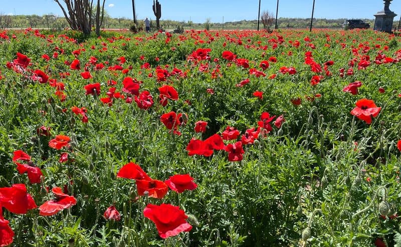 Photo Ops and Painterly Moments