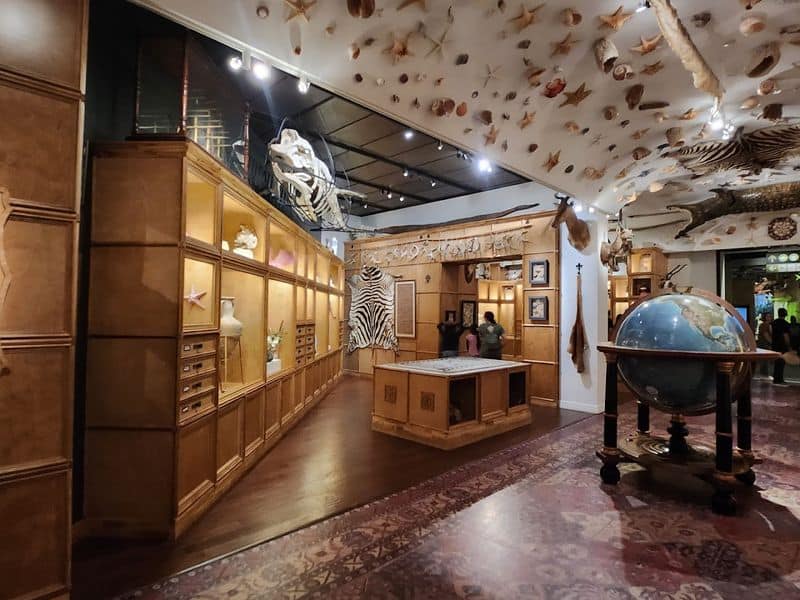 Morian Cabinet of Curiosities