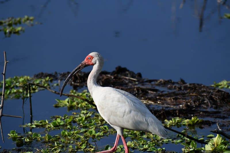Birding Hotspots Around the Lakes