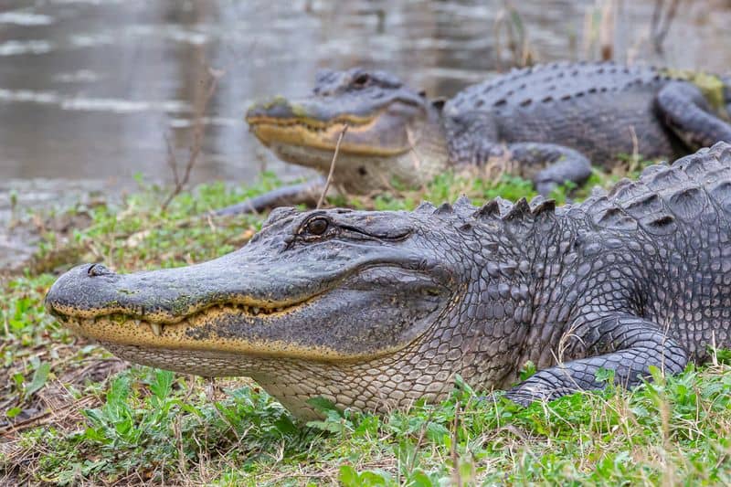 Elm Lake and 40 Acre Lake: Gator Central