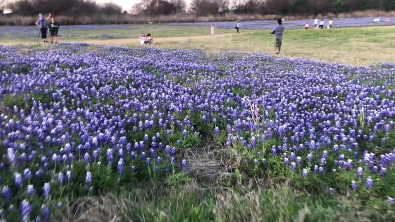 This Texas Park Turns Into a Bluebonnet Paradise With Stunning Lake Views Essential Etiquette And Safety
