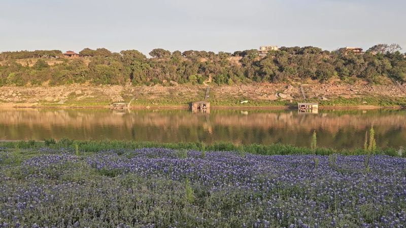 This Texas Park Turns Into a Bluebonnet Paradise With Stunning Lake Views Bluebonnet Super Bloom Season Guide