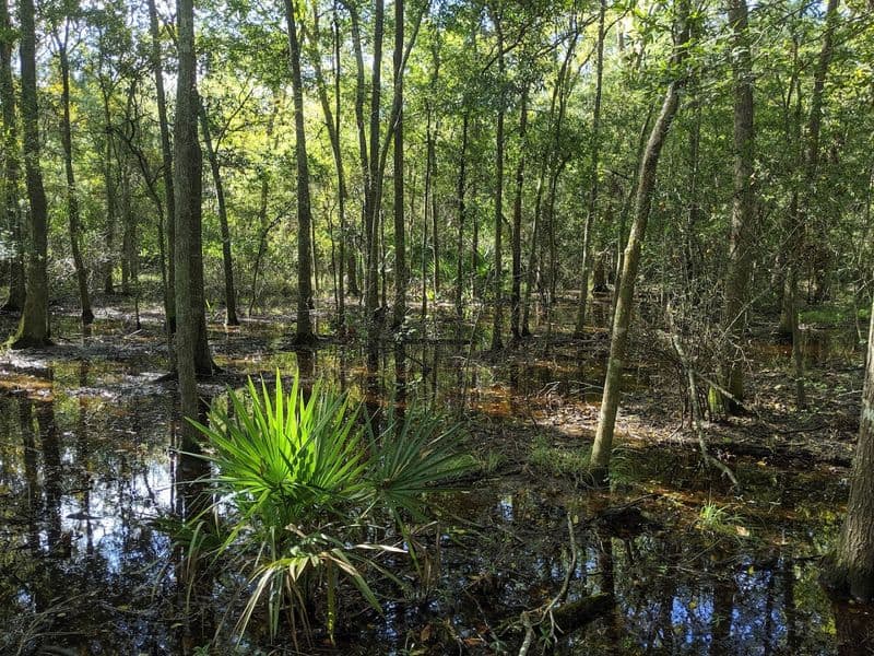 Forest Loops and Shade Breaks