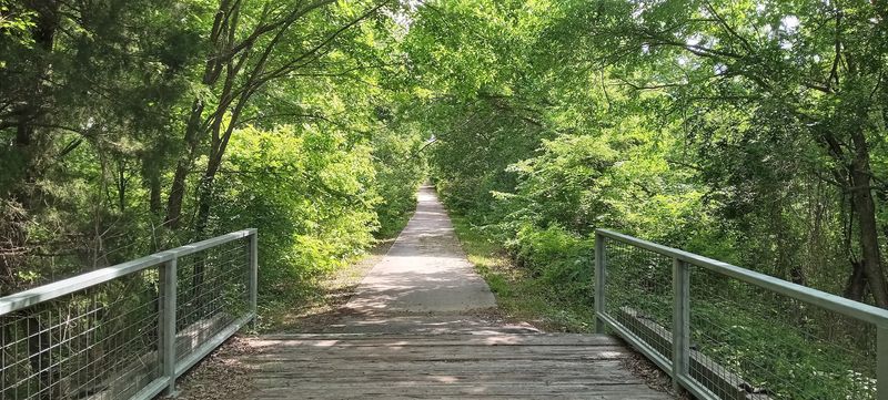 Running the Green Tunnel: Shade, Cadence, Calm