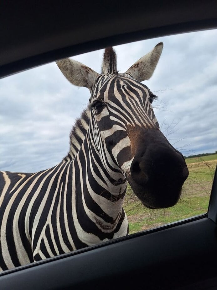 Feeding Zebras, Bison, and Longhorns