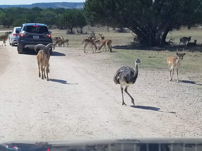 Safety, Car Care, and What to Bring