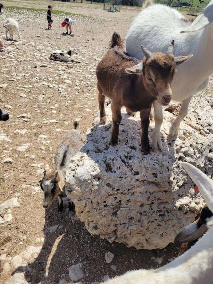 Petting Zoo and Kid Friendly Moments