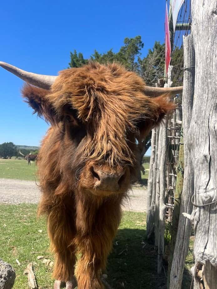 Drive Through Safari Experience