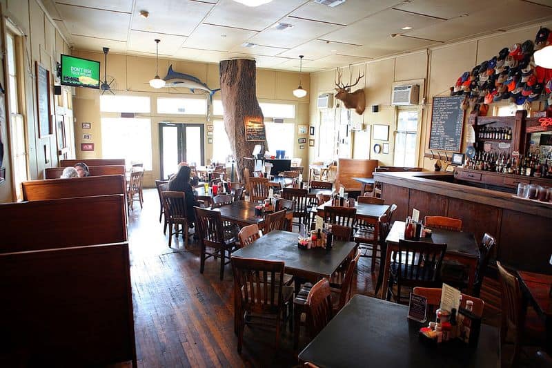 The Legendary 500 Year Oak