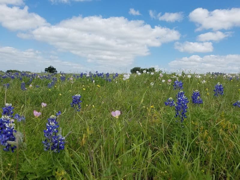 FM 1155 Wildflower Drive