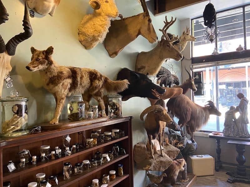 This Tiny Tampa Shop Is Packed With Creepy Curiosities And Seriously Cool Finds The Artful Taxidermy Wall