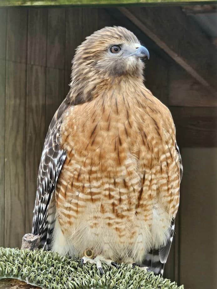 Resident Raptors: Hawks and Eagle