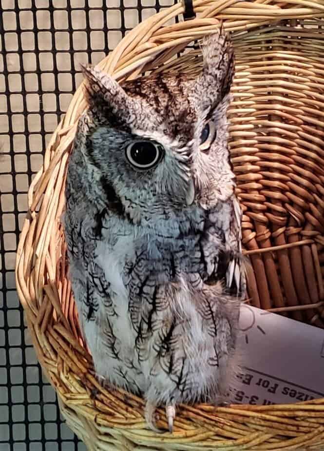 Winnie the Owl in the Gift Shop