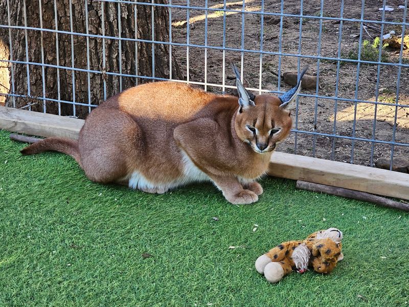 Walk on the Wild Side Tour