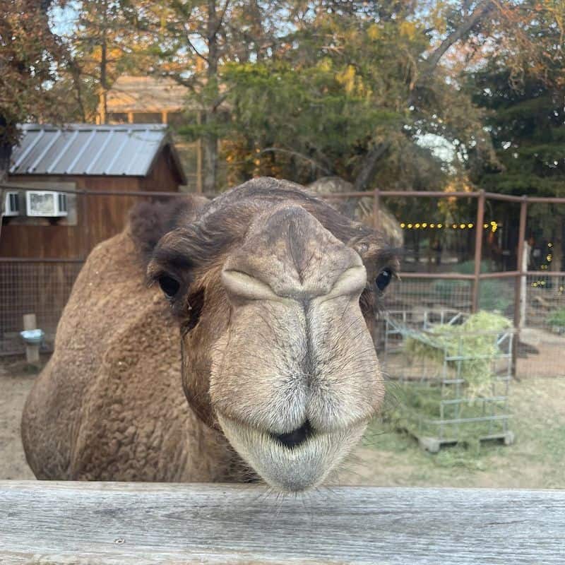 Candlelit Dinner Beside the Camels