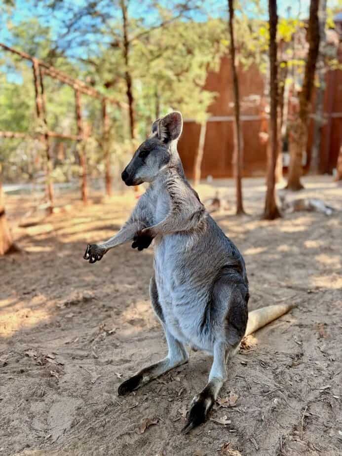 Gentle Kangaroo Snuggle Experience