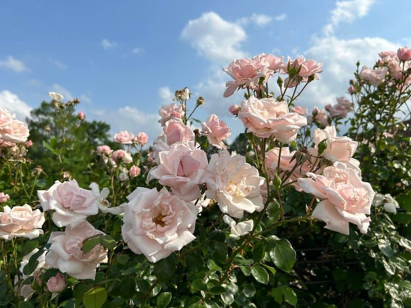 Thousands of Roses Bloom in This Stunning Texas Garden Every Spring Idea Garden Inspiration