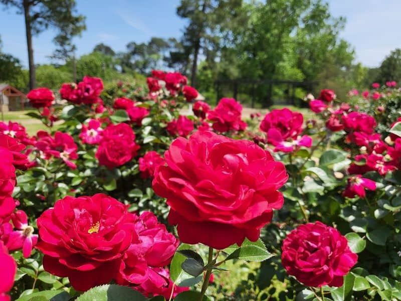 Thousands of Roses Bloom in This Stunning Texas Garden Every Spring Photography Tips in the Garden