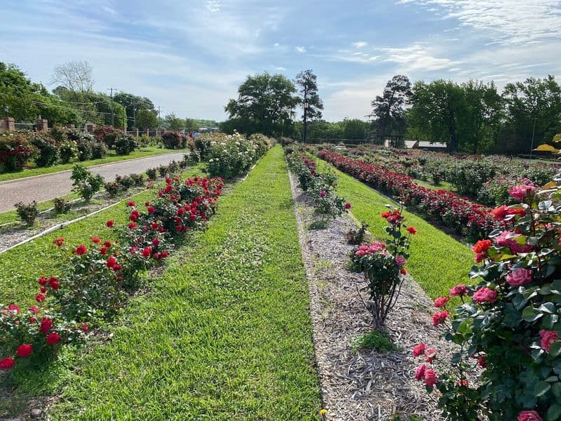Thousands of Roses Bloom in This Stunning Texas Garden Every Spring Events and Seasonal Magic