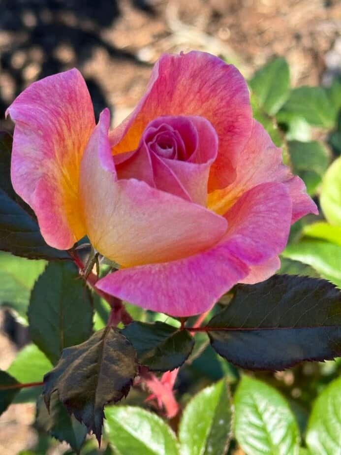 Thousands of Roses Bloom in This Stunning Texas Garden Every Spring Spring Bloom Spectacle