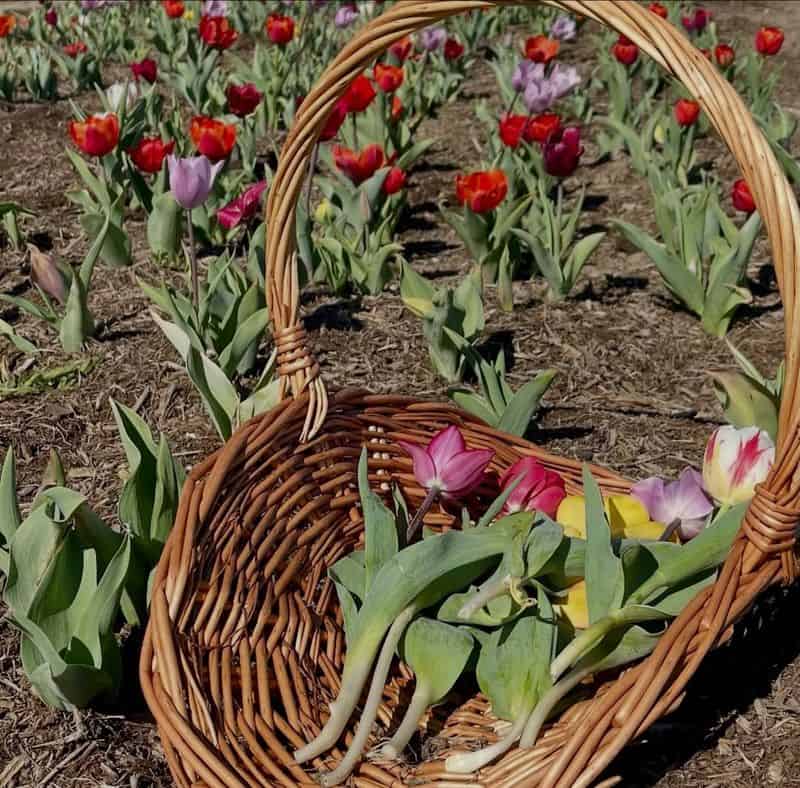 Tickets, Hours, and Smart Budgeting