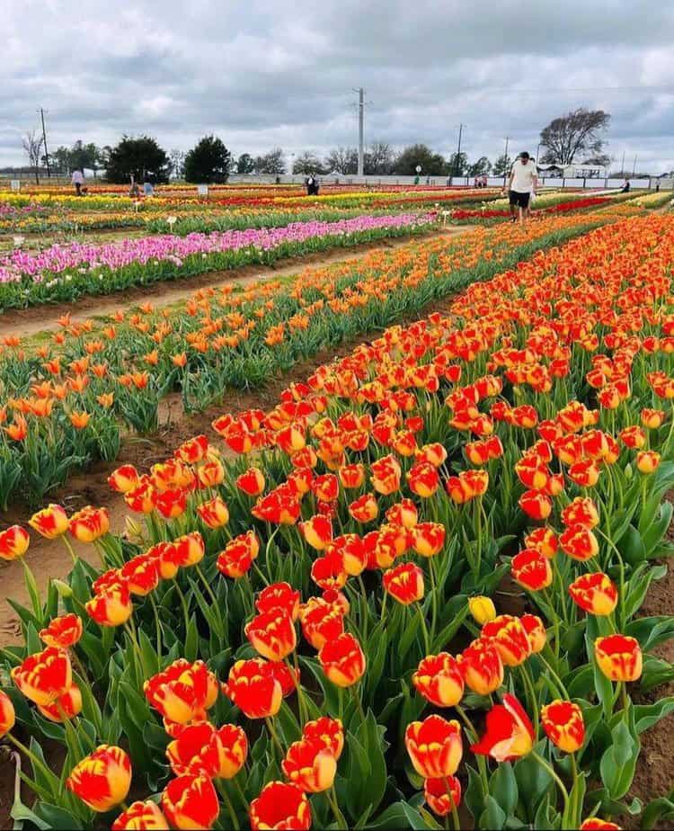 First-Timer&rsquo;s Guide to the Tulip Fields