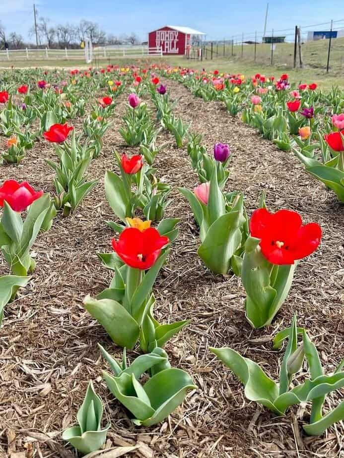 Pro Tips for U-Pick Bouquets