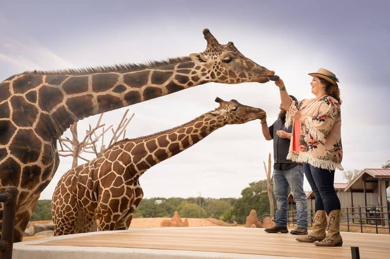 Giraffe Encounters That Feel Personal