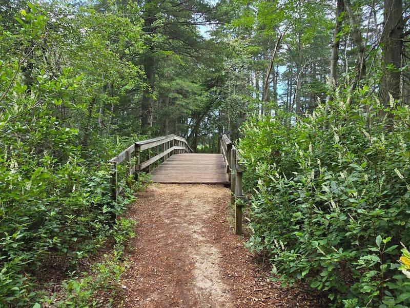 The Pine Barrens Setting That Makes This Park Feel Different From Anywhere Else