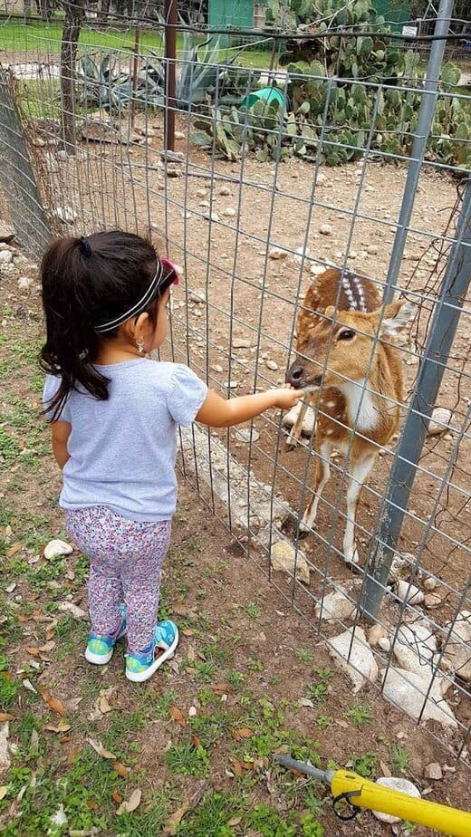 Wildlife Encounters and Onsite Activities