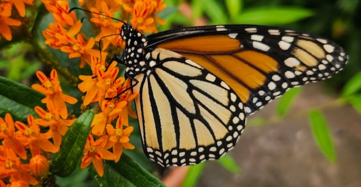 a beautiful 950 acre reserve in new jersey is home to a butterfly house youll want to see in person